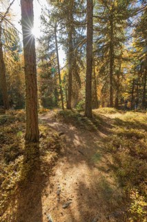 Path with colorful larch trees and sun in autumn