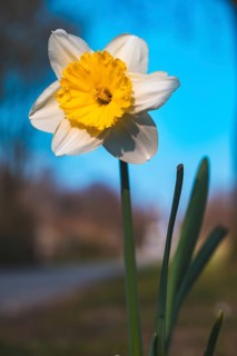A white daffodil