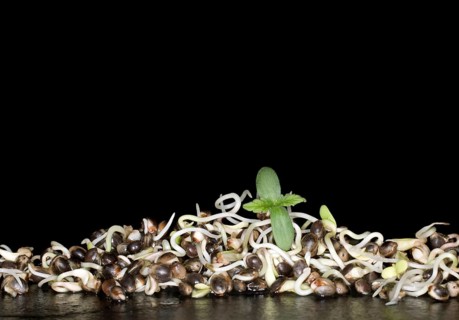 Fresh sprouts of hemp