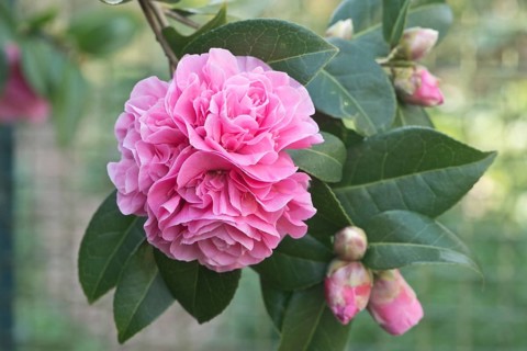 Japanese camellia