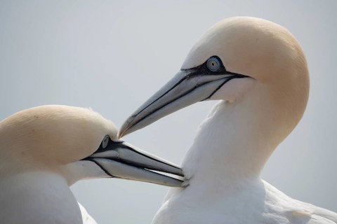 Northern gannet