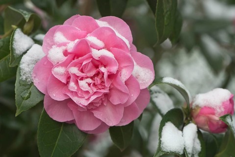 Japanese camellia