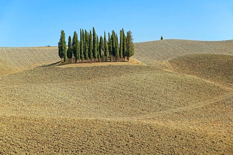 Cypress