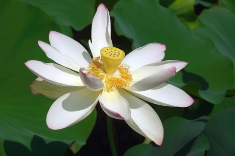 Sacred lotus