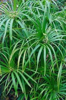 Umbrella plant