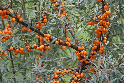 Common sea-buckthorn