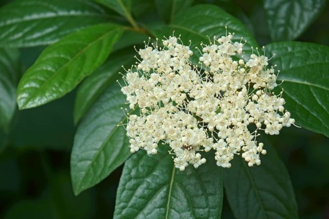 Smooth viburnum