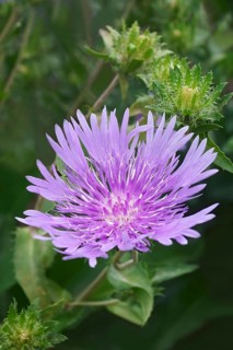 Stockesia