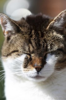 Snoozing and content felidae