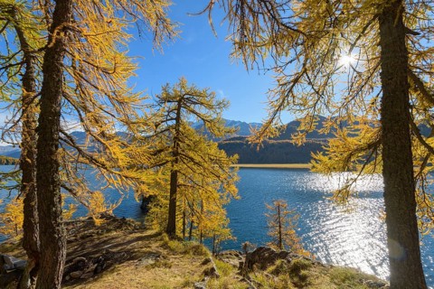 Lake Silsersee with colorful larch trees and sun in autumn
