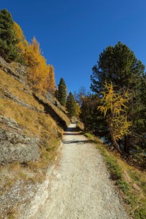 Path with colorful larch trees in autumn