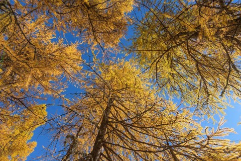 View in the tree tops of a larch tree forest in autumn