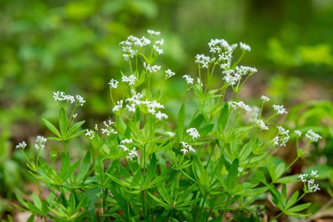 Woodruff