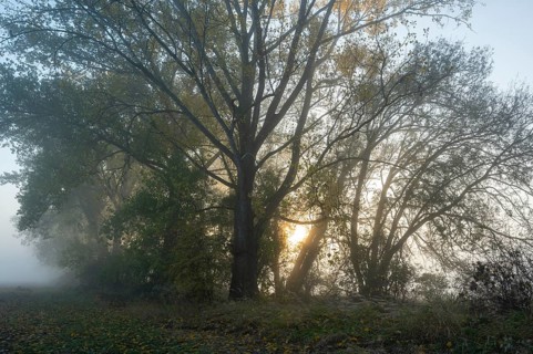 Poplars