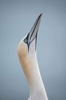 Northern gannet