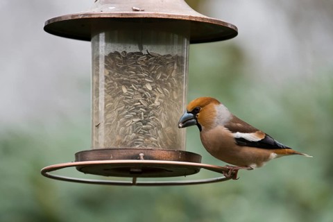 Hawfinch