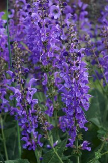 Meadow clary