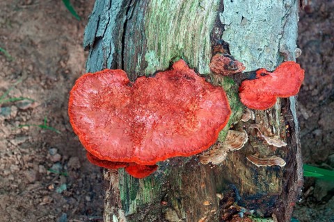 Northern cinnabar polypore