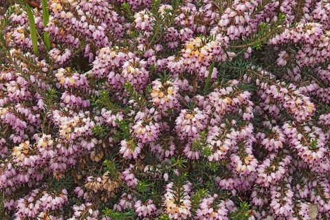 Spring heath