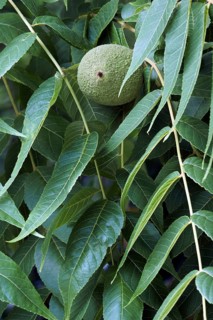 Eastern black walnut