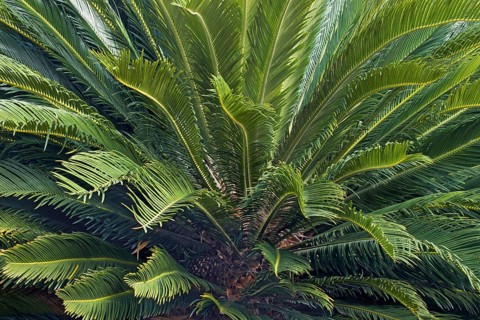 Sago Palm