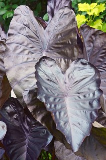 Elephant ear