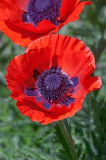 Oriental poppy