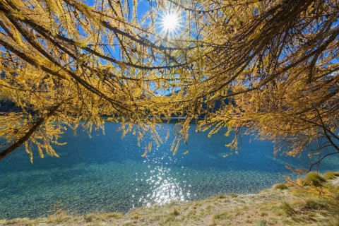 Lake Silsersee with colorful larch trees and sun in autumn