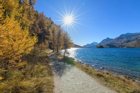 Path with colorful larch trees and sun in autumn