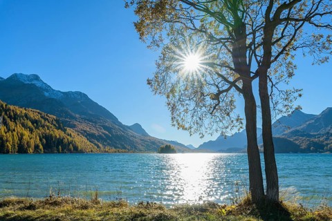 Lake Silsersee with tree and sun in autumn