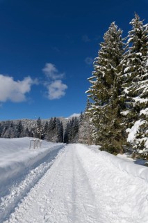 Path in winter