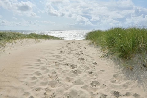 Dune landscape with sandy footpath to the sea in summer