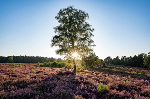 Heathland
