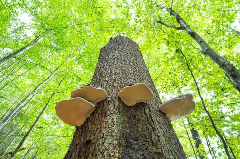 Red banded polypores
