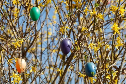 Colourful Easter eggs hanging from forsythia branches