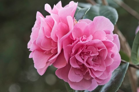 Japanese camellia