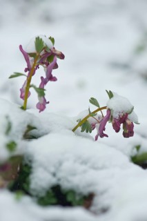 Fingered larkspur