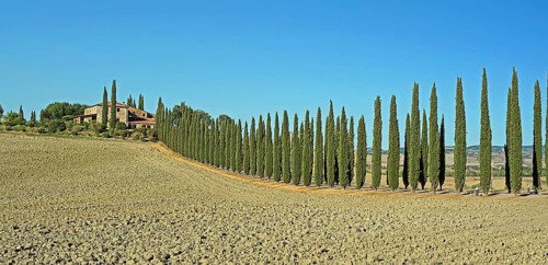 Poggio Covili estate with cypress