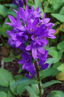 Clustered bellflower