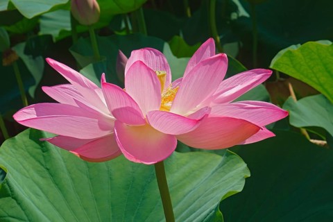 Sacred lotus