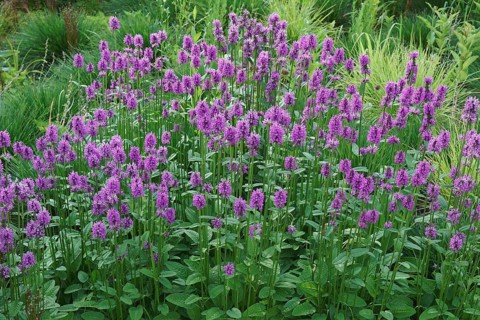 Common Hedgebettle