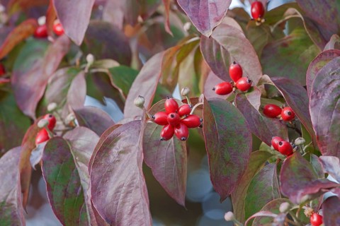 Flowering Dogwood