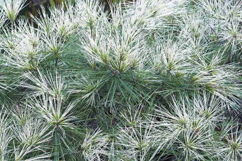 Japanese red pine