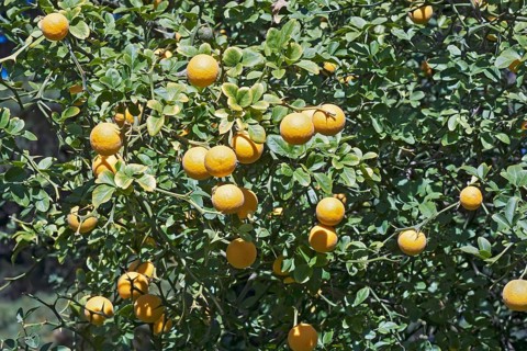 Trifoliate citrus