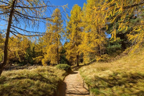 Path with colorful larch trees in autumn