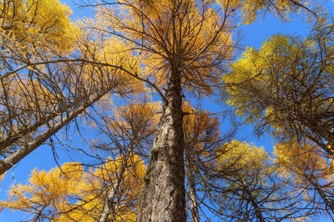 View in the tree tops of a larch tree forest in autumn