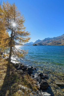 Lake Silsersee with colorful larch trees and sun in autumn
