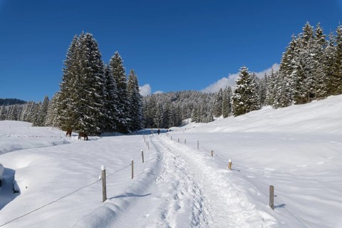Path in winter