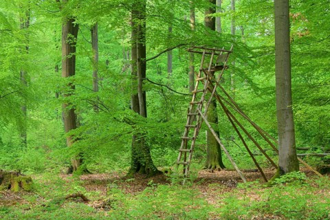 Beech tree forest with hunting blind in spring