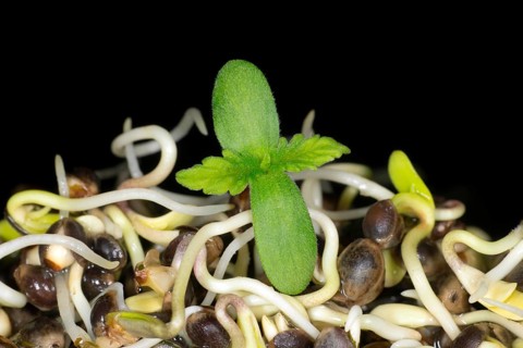 Fresh sprouts of hemp